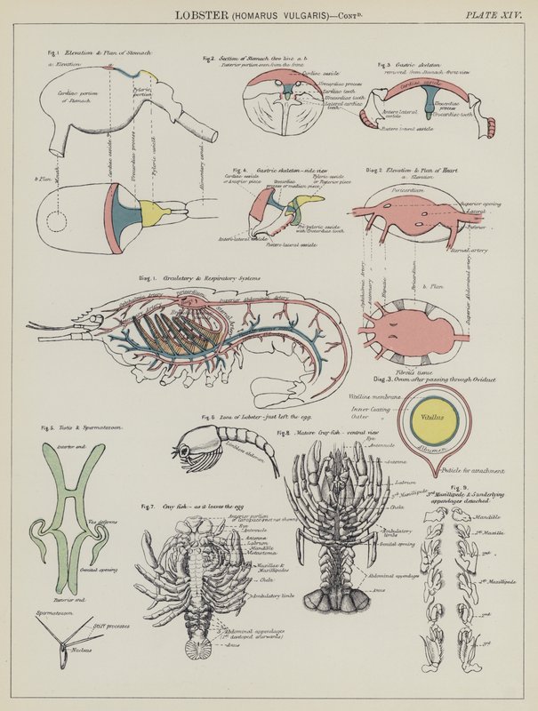 Istakoz, Homarus Vulgaris (renkli taş) by English School