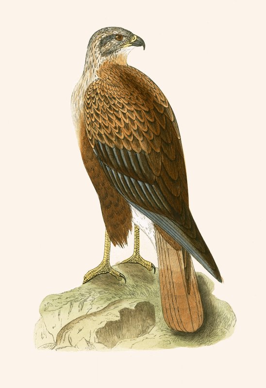 Uzun Bacaklı Şahin, Charles Robert Bree (1811-86) tarafından 
