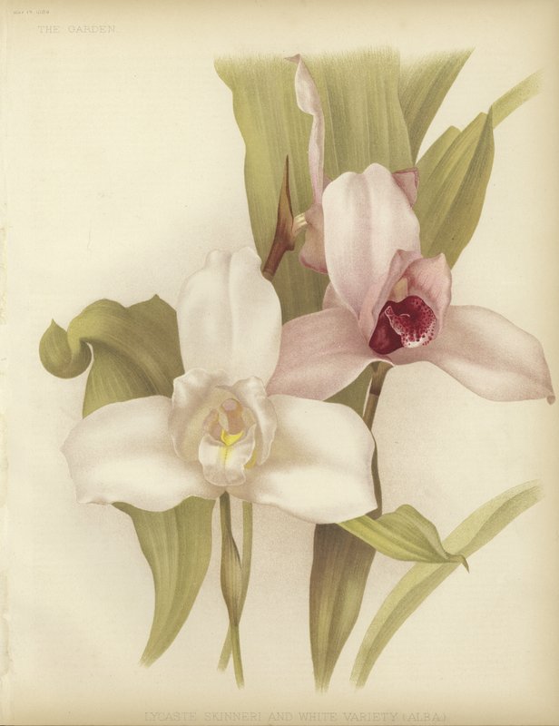 Lycaste skinneri ve beyaz çeşitlilik by English School