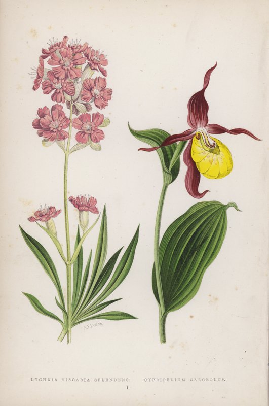 Lychnis Viscaria Splendens; Cypripedium Calceolus (renkli taş) by English School
