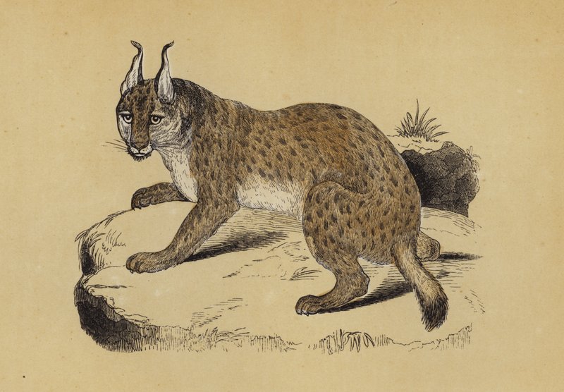 Lynx (renkli taş) by English School