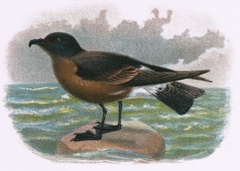 Petrel ağacı by English School