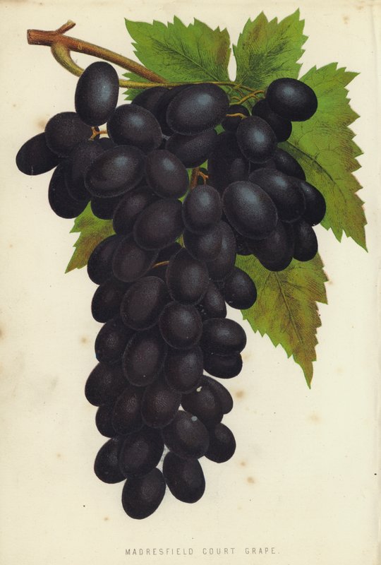 Madresfield Mahkemesi Üzümü by English School
