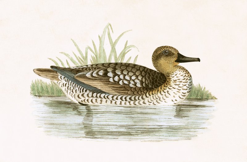 Mermer Ördek, Charles Robert Bree (1811-86) tarafından 