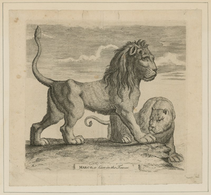 Marco, Londra Kulesi