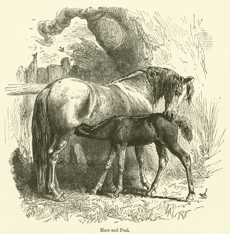 Kısrak ve Tay (gravür) by English School