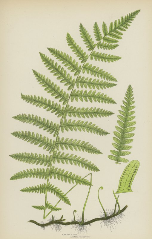 Marsh Fern (renkli lito) by English School