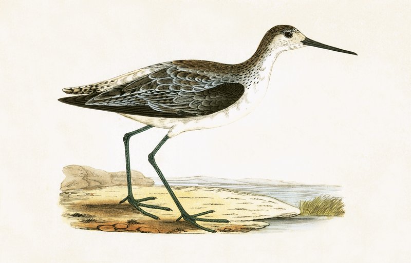 Marsh Sandpiper, Charles Robert Bree (1811-86) tarafından 