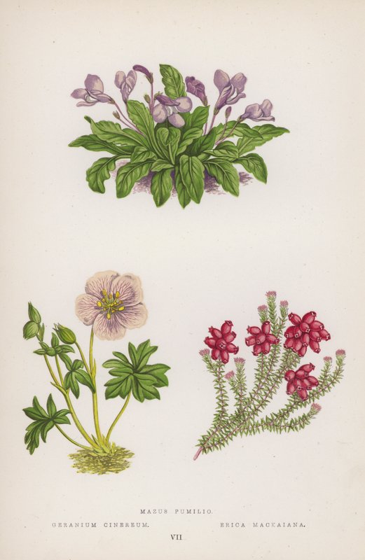 Cüce Mazus; Sardunya Heather Mackaiana (renkli taş) by English School