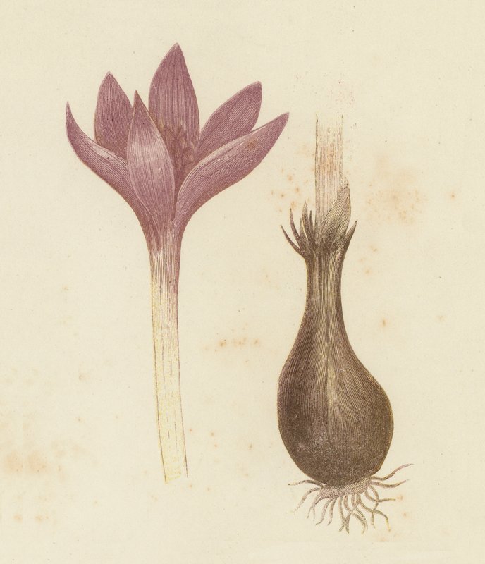 Çayır Safranı, Colchicum Autumnale (renkli taş) by English School