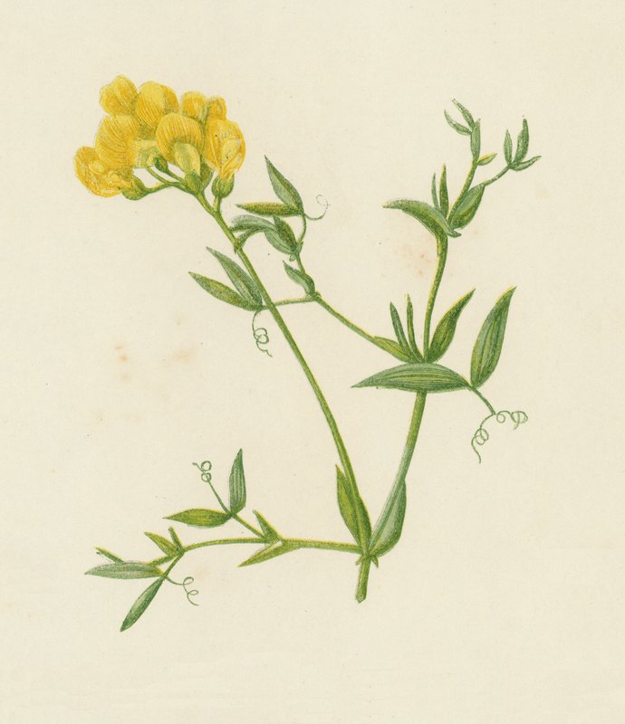 Çayır Fiğ Yavrusu, Lathyrus Pratensis (renkli litho) by English School