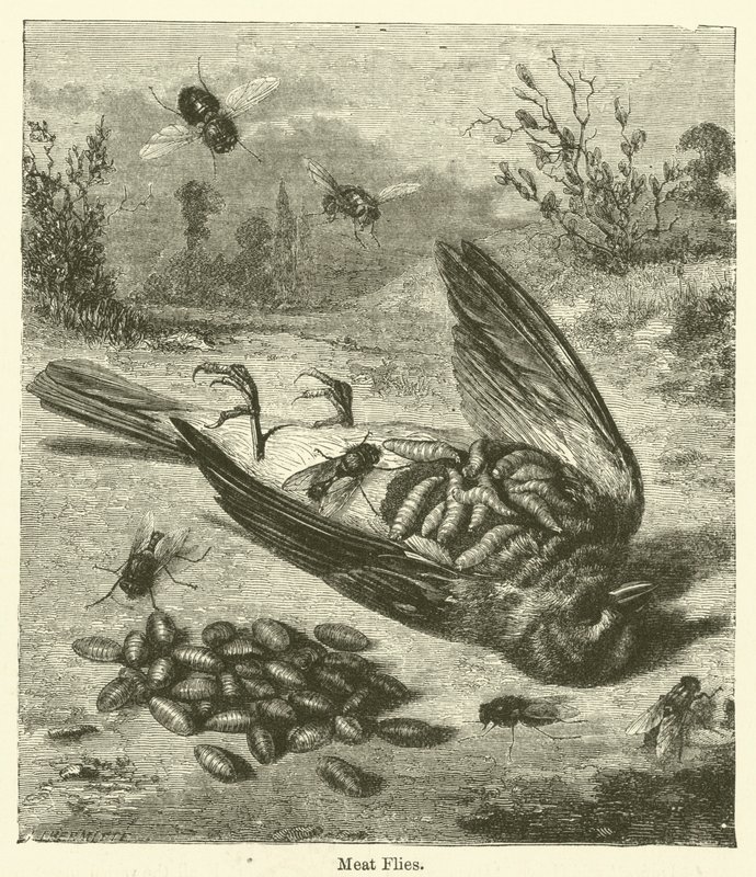 Et Sinekleri by English School