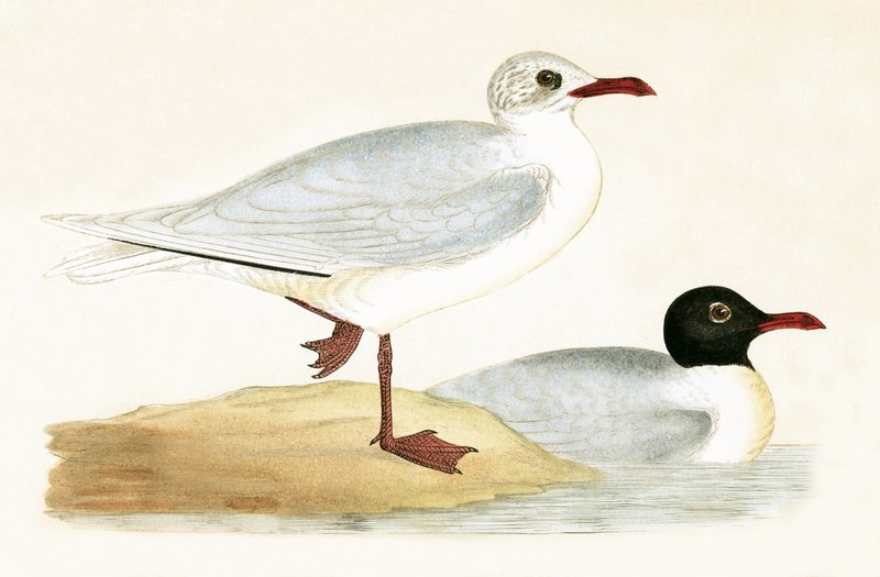 Akdeniz Kara Başlı Martı, Charles Robert Bree (1811-86) tarafından 