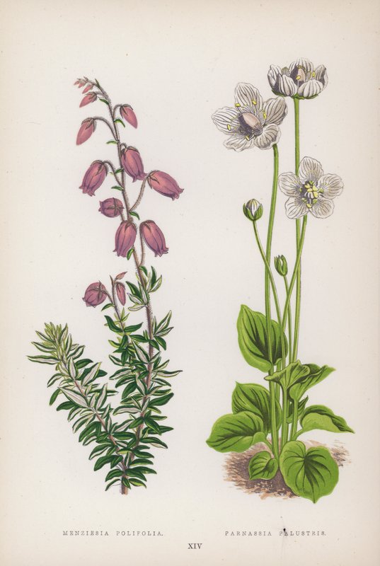 Menziesia Polifolia; Parnassia Palustris (renkli taş) by English School