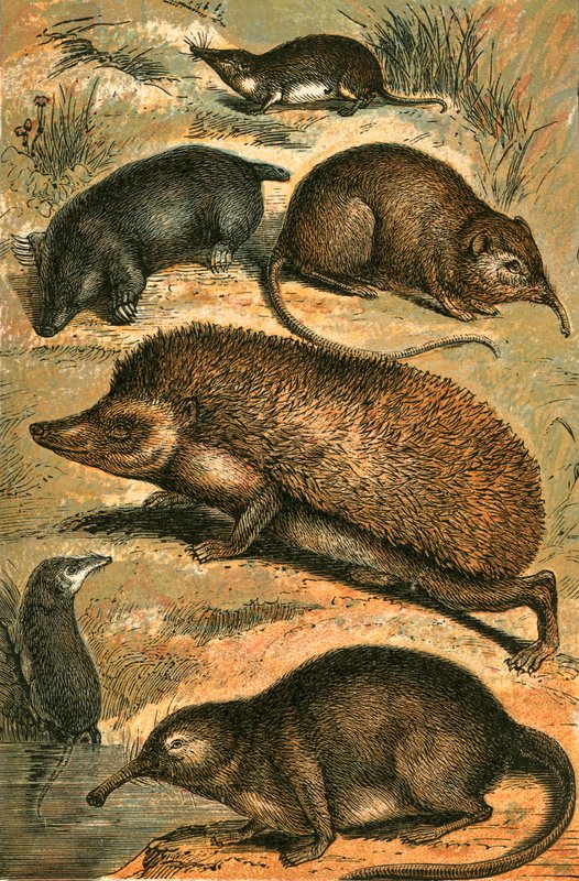Köstebek, Shrew, Fil Shrew, Kirpi, Water Shrew ve Pyrenean Desman by English School