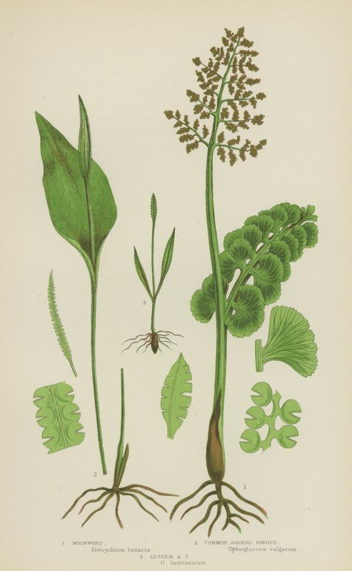 Moonwort, Toplayıcının Dili, Küçük Toplayıcının Dili (renkli litho) by English School