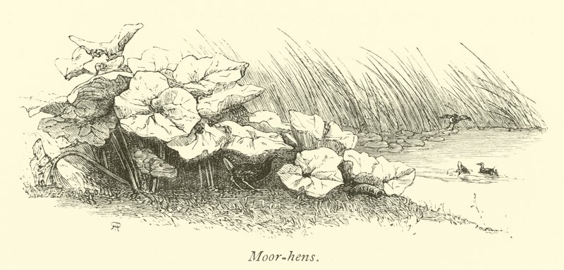 Moor tavukları by English School