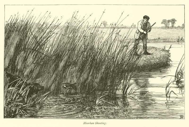 Moorhen Atış by English School