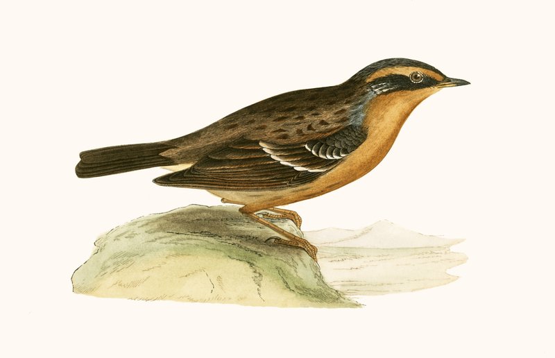 Mountain Accentor, illustration from 