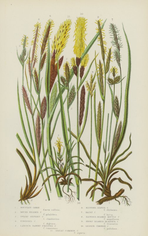 Dağ Carex