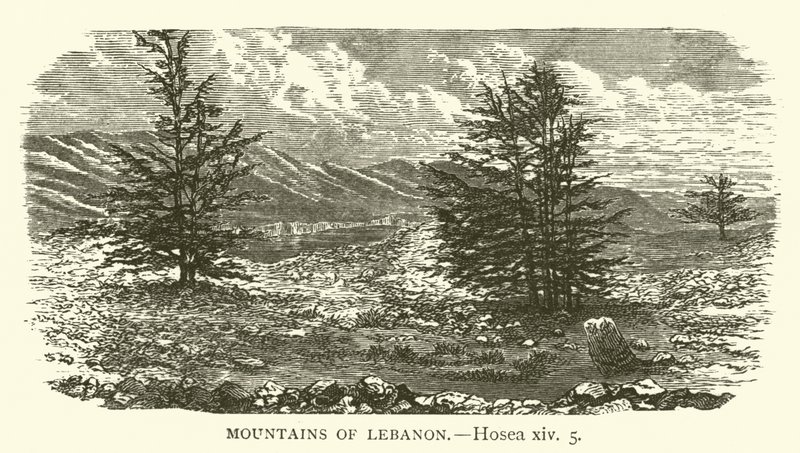 Lübnan Dağları, Hoşea, xiv, 5 (gravür) by English School