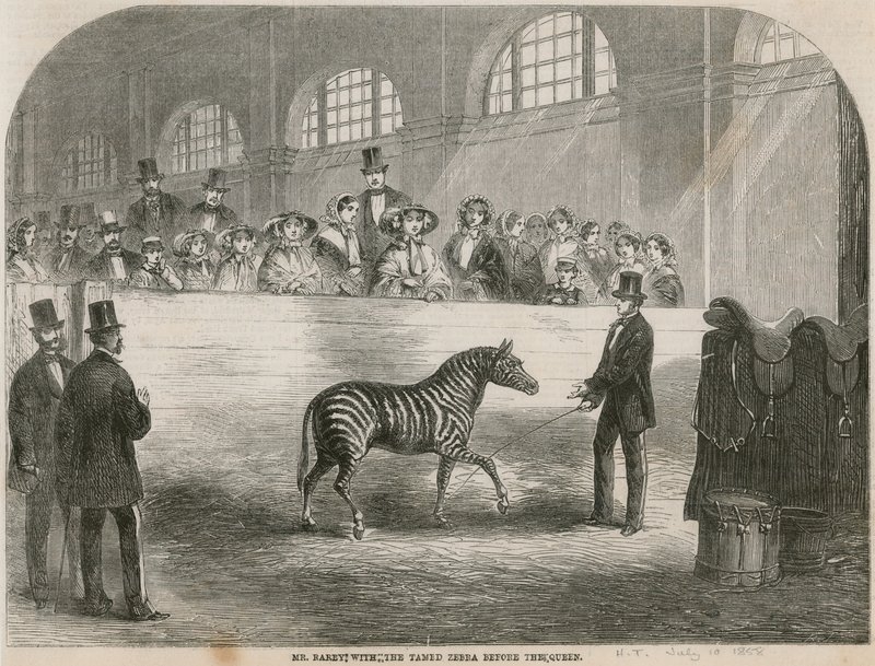 Bay Rarey, evcilleştirilmiş zebra ile Kraliçe