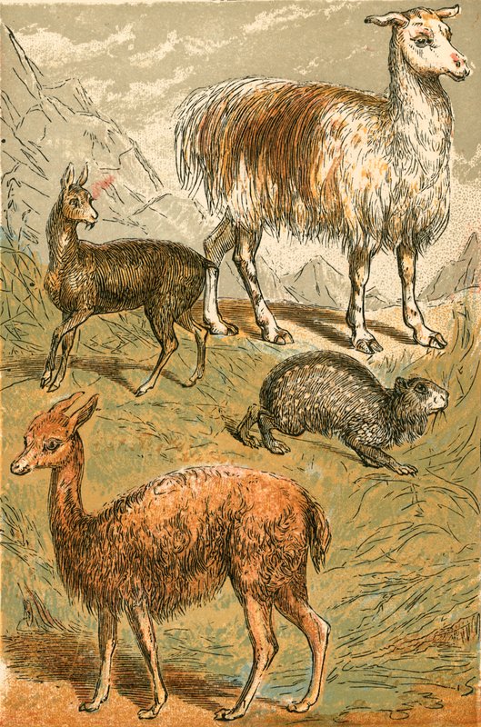 Misk Geyiği, Lama, Vicunia ve İsli Paca by English School
