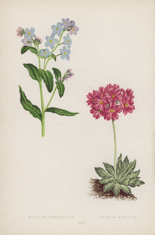 Miyozotis Dissitflora; Papatya Farinosa (renkli lito) by English School