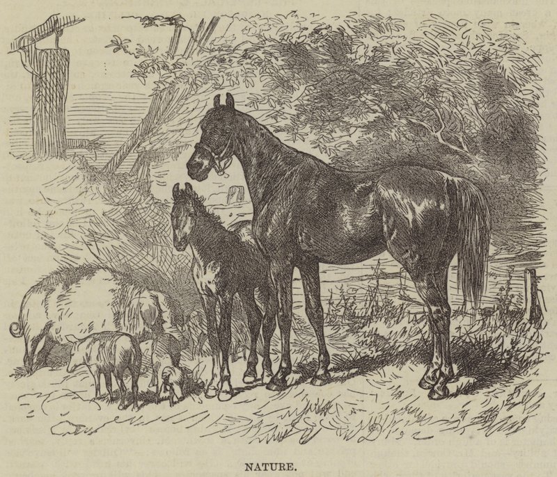 Doğa (gravür) by English School
