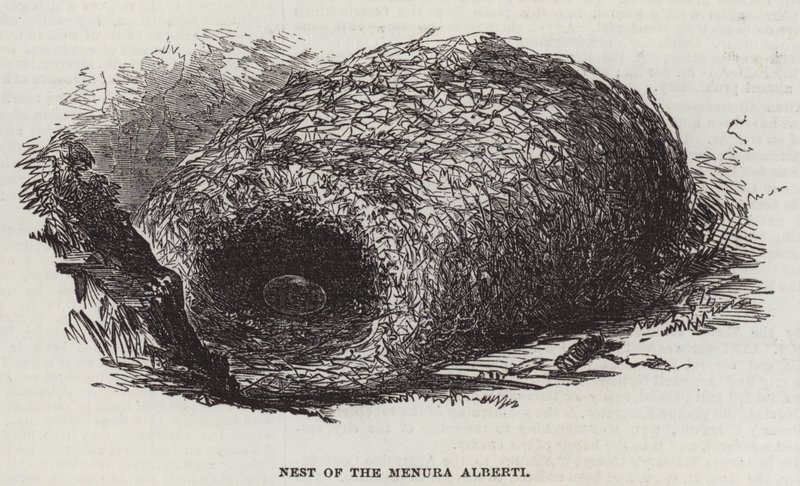 Menura Alberti
