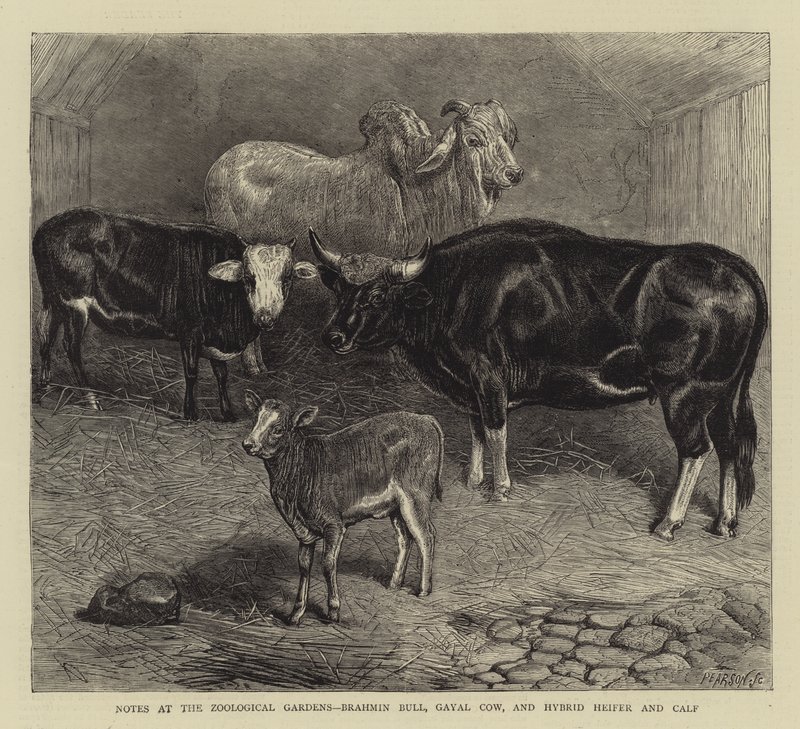 Hayvanat Bahçeleri, Brahman Boğası, Gayal İnek ve Melez Düve ve Buzağı Üzerine Notlar (gravür) by English School