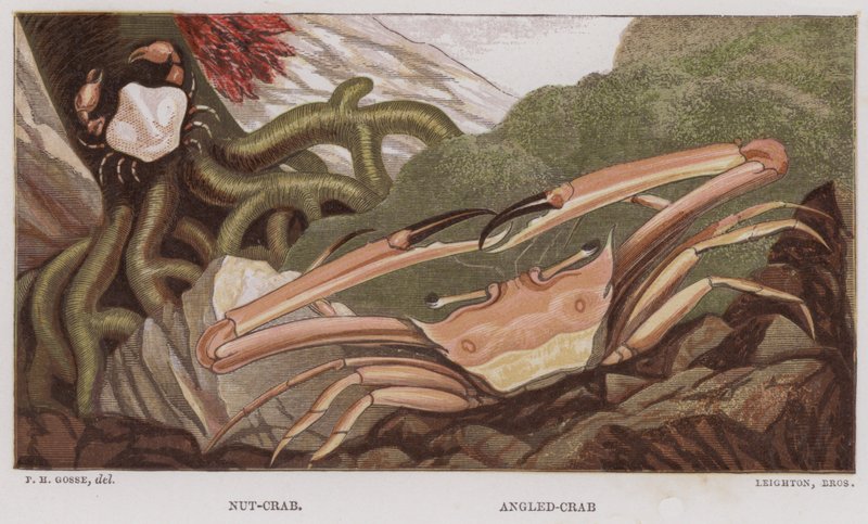 Fındık-Yengeç, Açılı-Yengeç (renkli litho) by English School