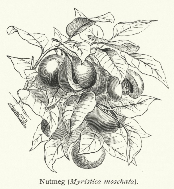 Küçük hindistan cevizi (Myristica moschata) (gravür) by English School