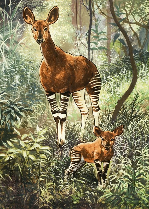 Kongo Okapis by English School