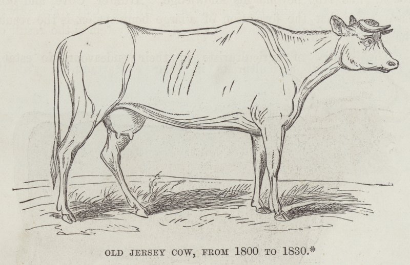 Eski Jersey ineği, 1800