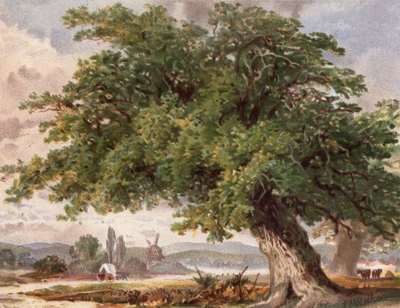 Yol Kenarında Yaşlı Meşe, Surrey (renkli taş) by English School
