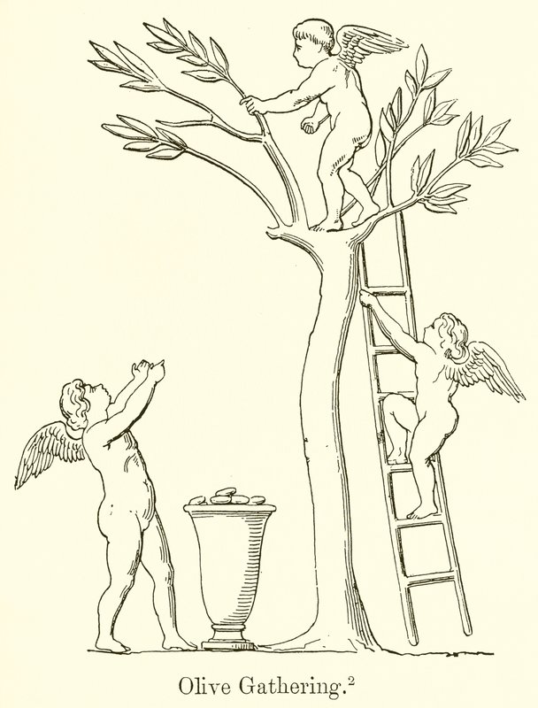 Zeytin Toplama by English School