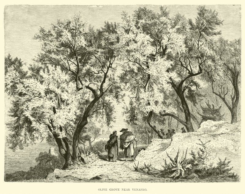 Venafro yakınlarındaki Zeytinlik by English School