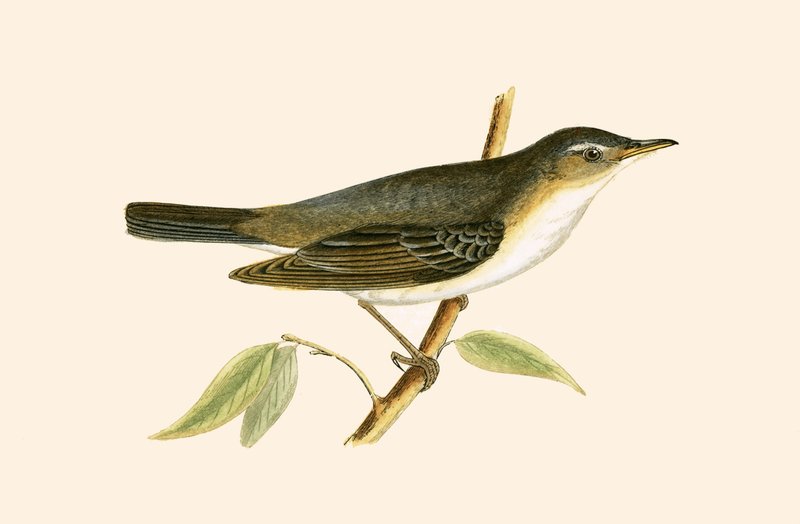 Olive Tree Warbler, Charles Robert Bree (1811-86) tarafından 