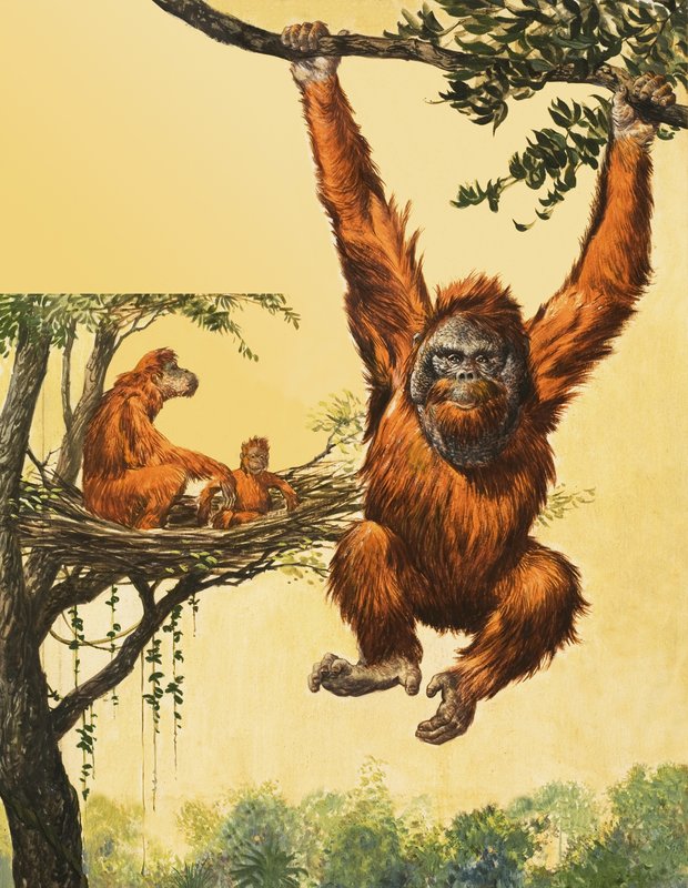Orangutanlar by English School