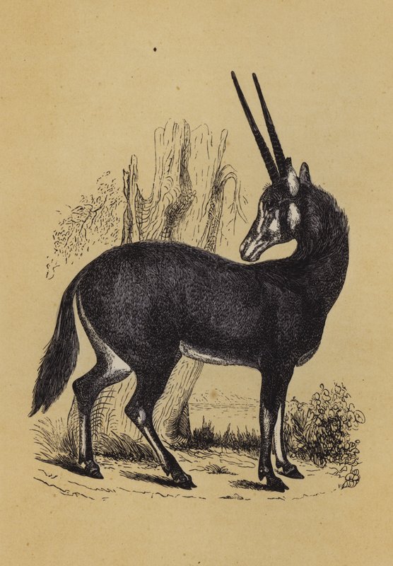 Oryx (renkli taş) by English School