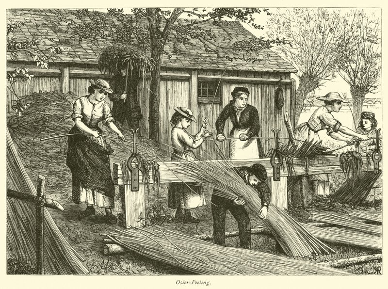 Osier-Peeling by English School