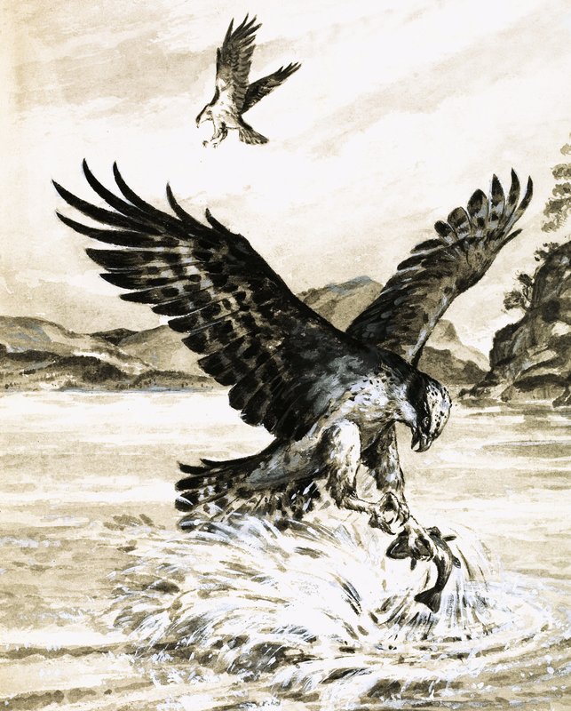 Osprey bir balık yakalamak by English School