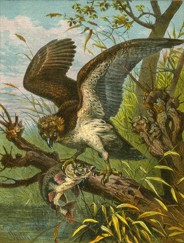 Osprey veya balıkçı şahin by English School