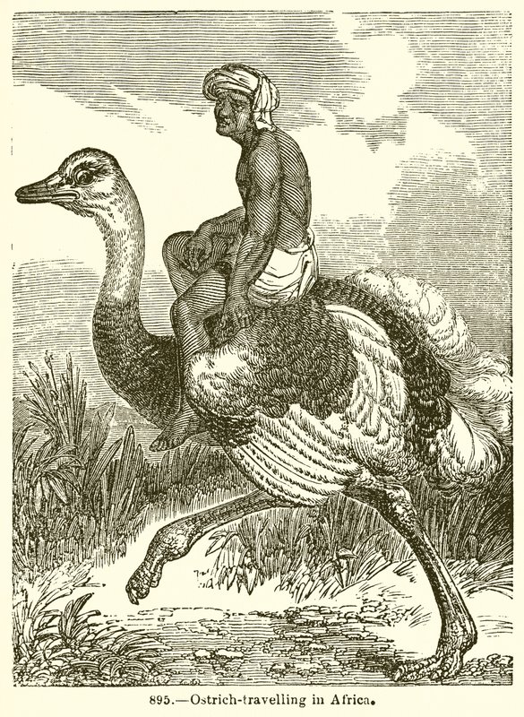 Afrika