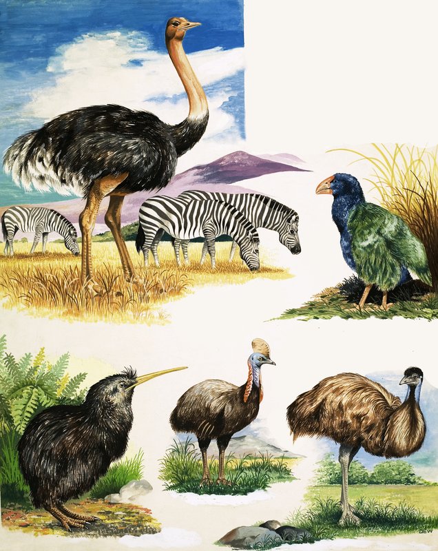 Devekuşu, Kivi, Cassowary, Emu ve Takahe by English School