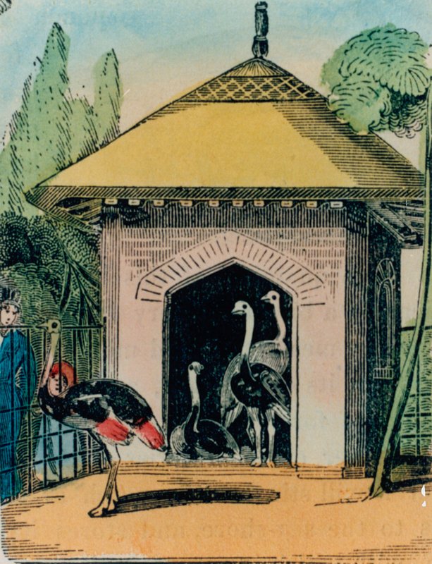 Londra hayvanat bahçesinde devekuşu ve emu evi. 1840