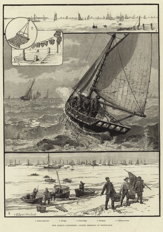 Balıkçılık Endüstrilerimiz: Whitstable