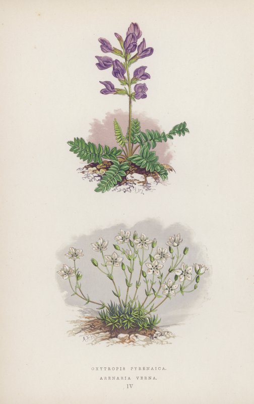 Oxytropis Pyrenaica; Arenaria Verna (renkli taş) by English School