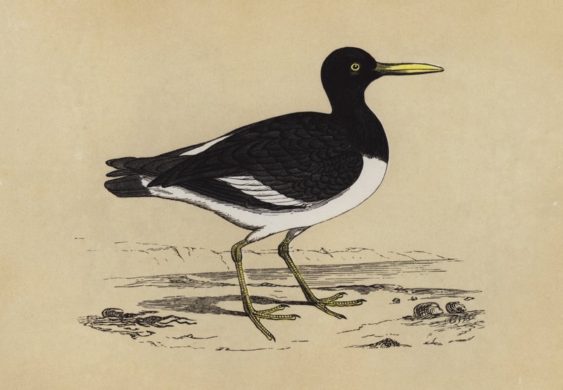 Oyster-Catcher (renkli lito) by English School